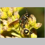 Eumenes coronatus - Pillenwespe m01c 11mm - OS-Piesberg-det.jpg